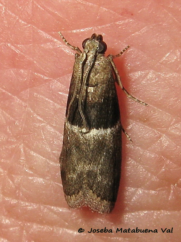 Elegia similella - Pyralidae ?